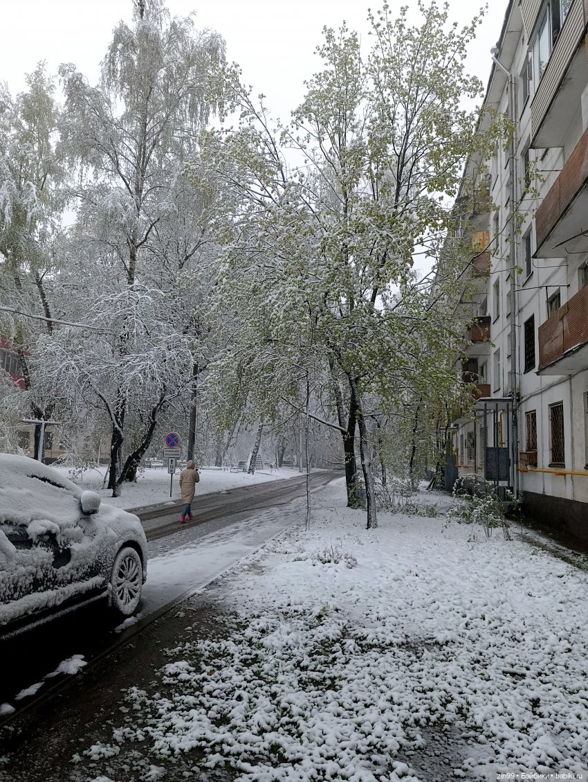 Снег в апреле повалены деревья (фото 3)