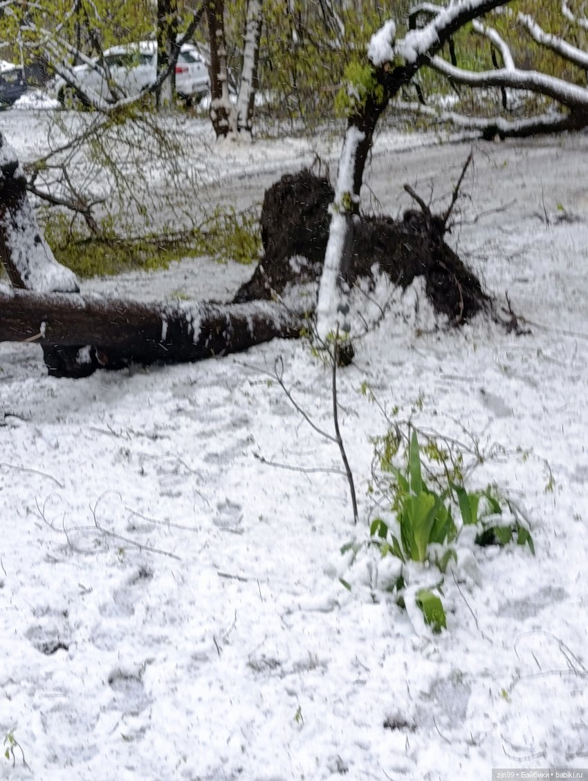 Снег в апреле повалены деревья (фото 10)