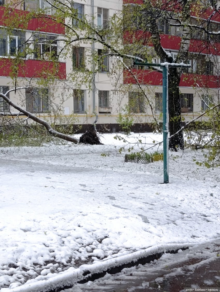 Снег в апреле повалены деревья (фото 8)