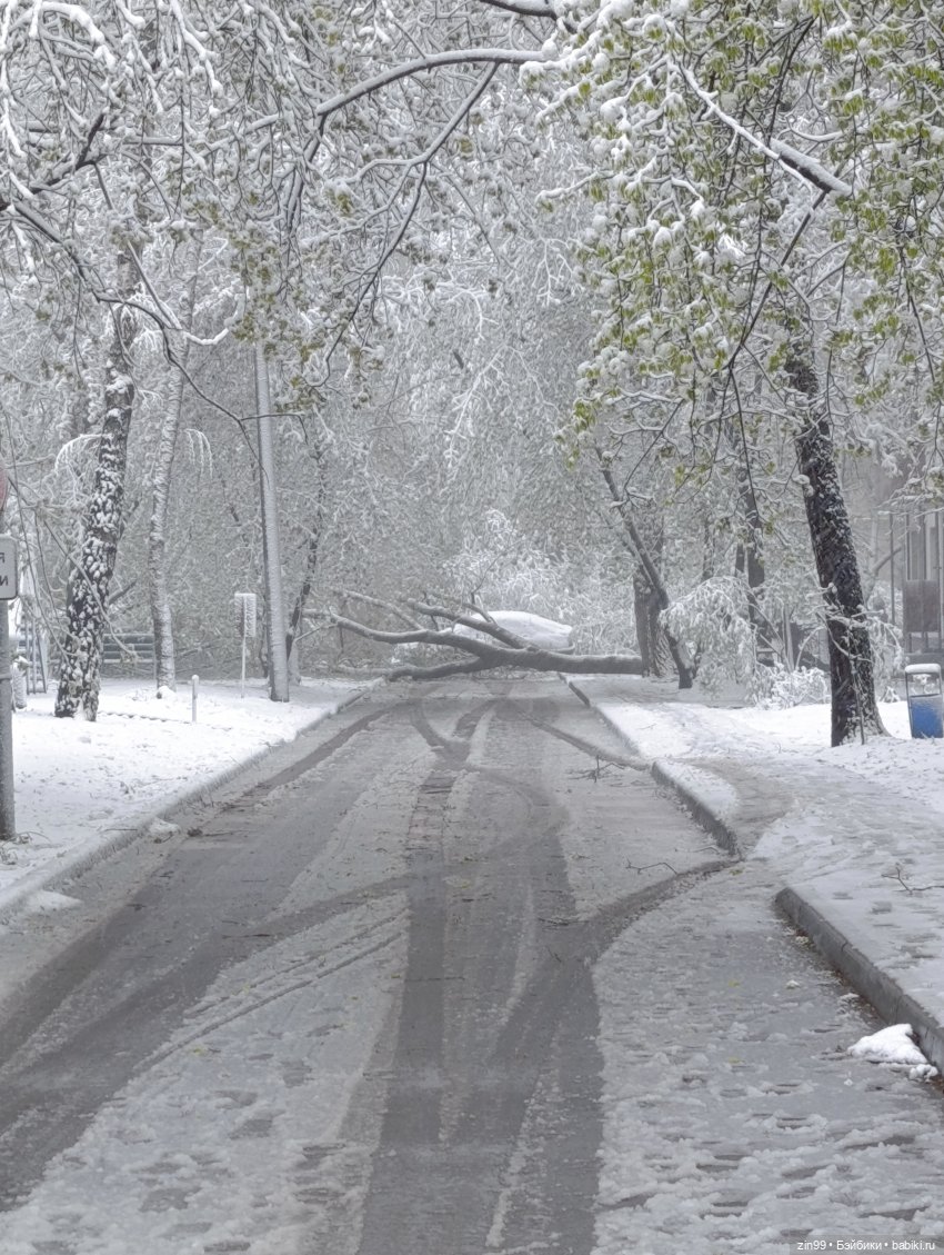 Снег в апреле повалены деревья (фото 6)
