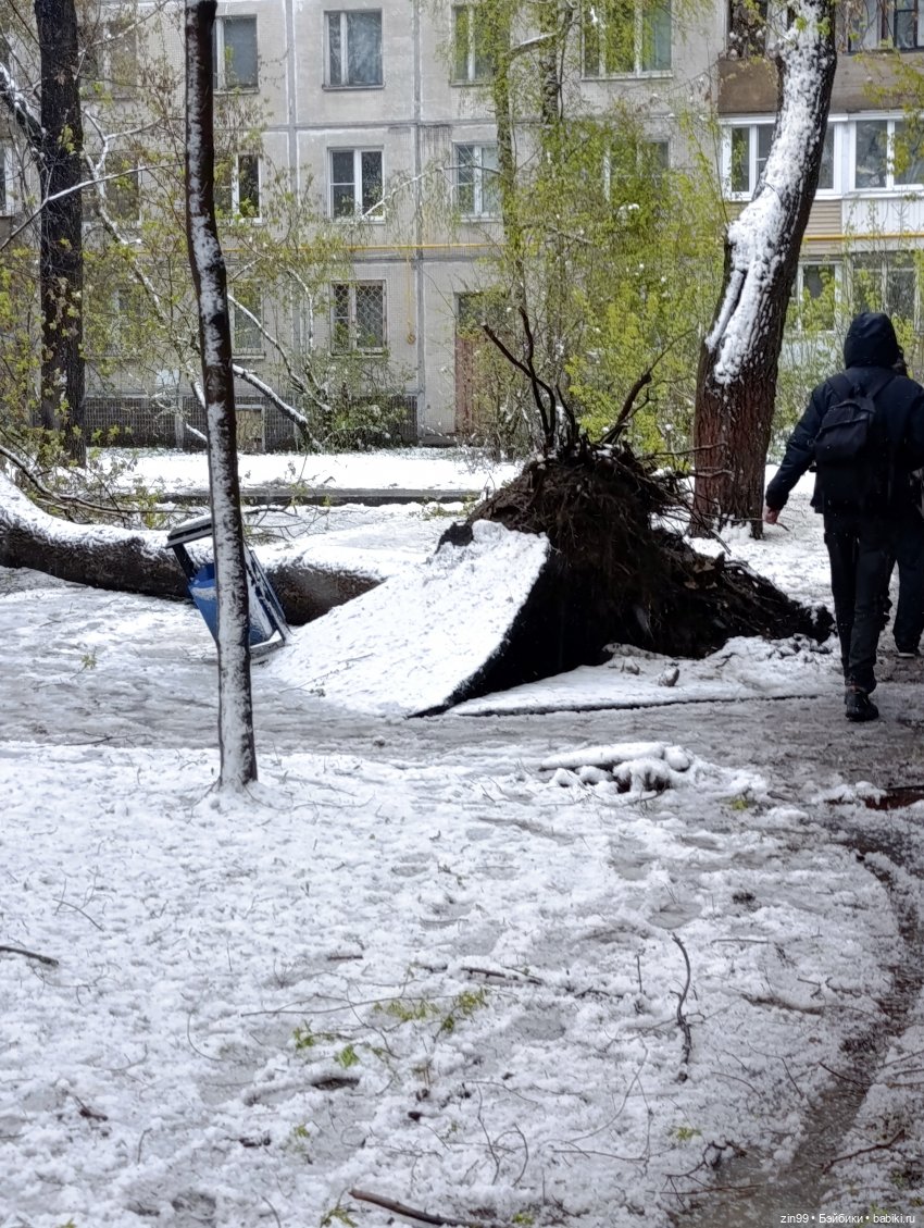 Снег в апреле повалены деревья