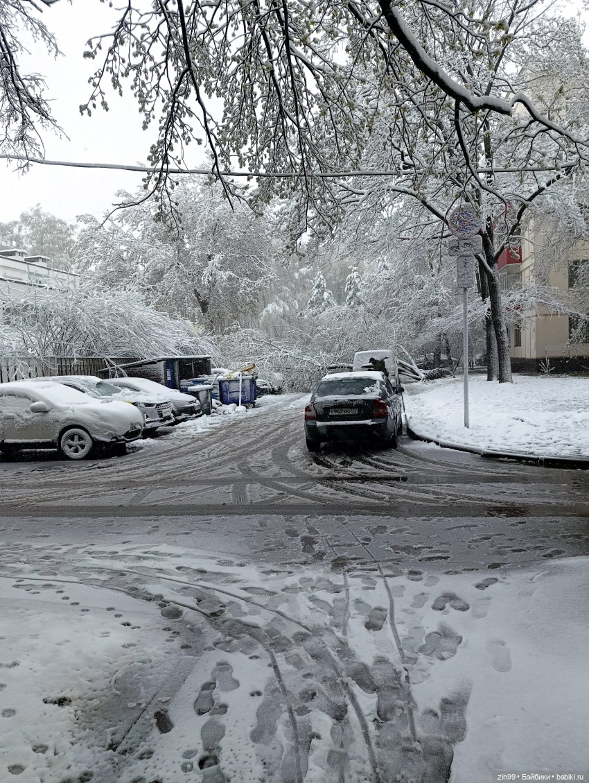 Снег в апреле повалены деревья (фото 2)