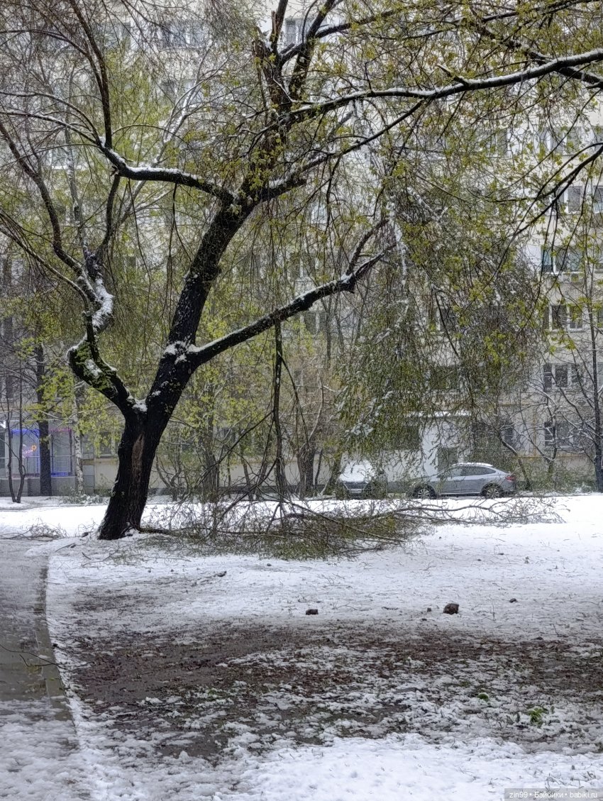 Снег в апреле повалены деревья