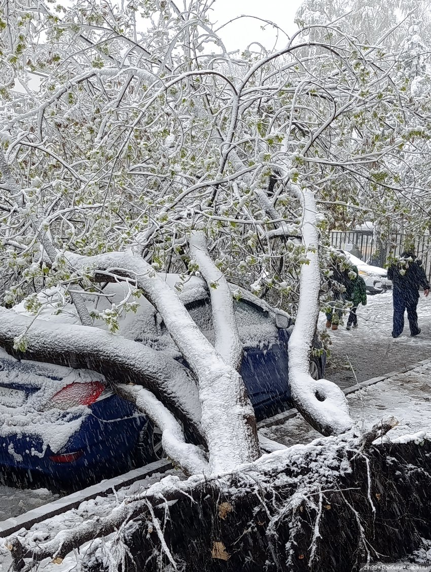 Снег в апреле повалены деревья (фото 5)