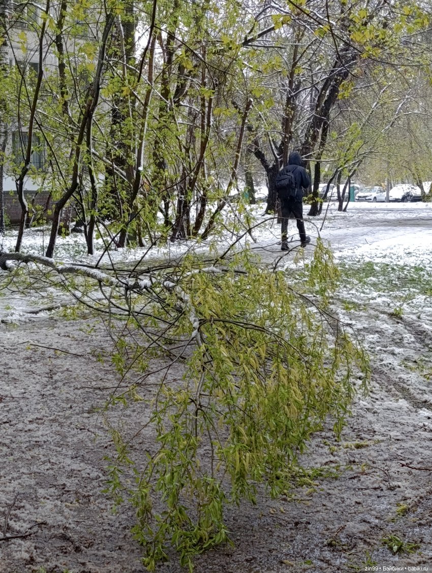 Снег в апреле повалены деревья