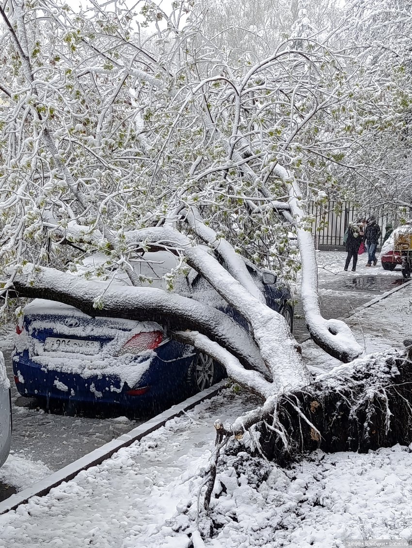 Снег в апреле повалены деревья (фото 4)