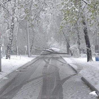 Снег в апреле повалены деревья
