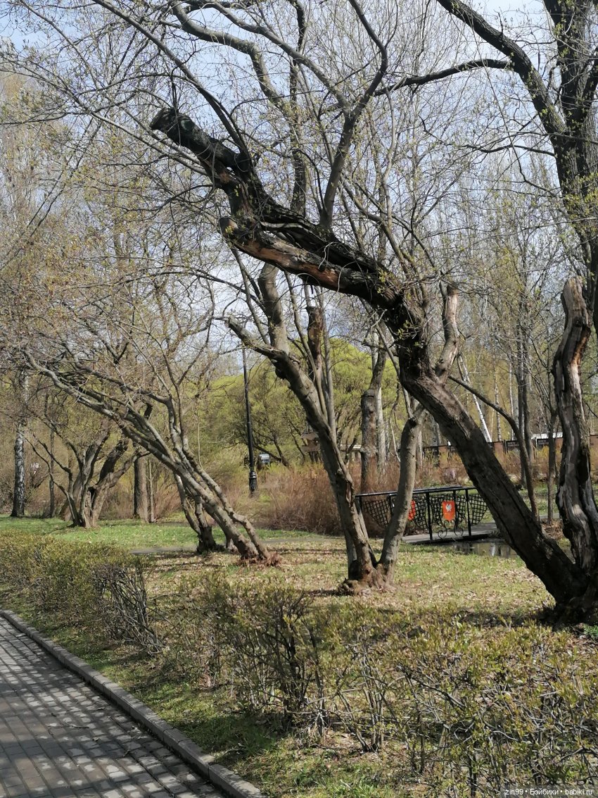 Измайловский парк — Коллекции шарнирных