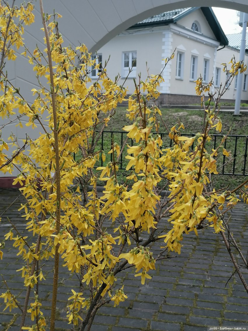 Измайловский парк — Коллекции шарнирных