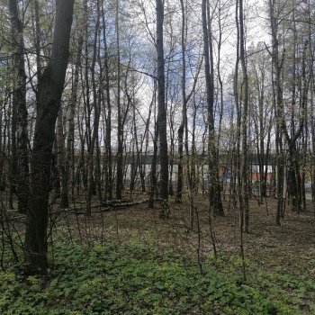 Измайловский парк