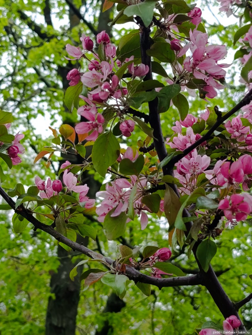 Прогулка майская с паолками