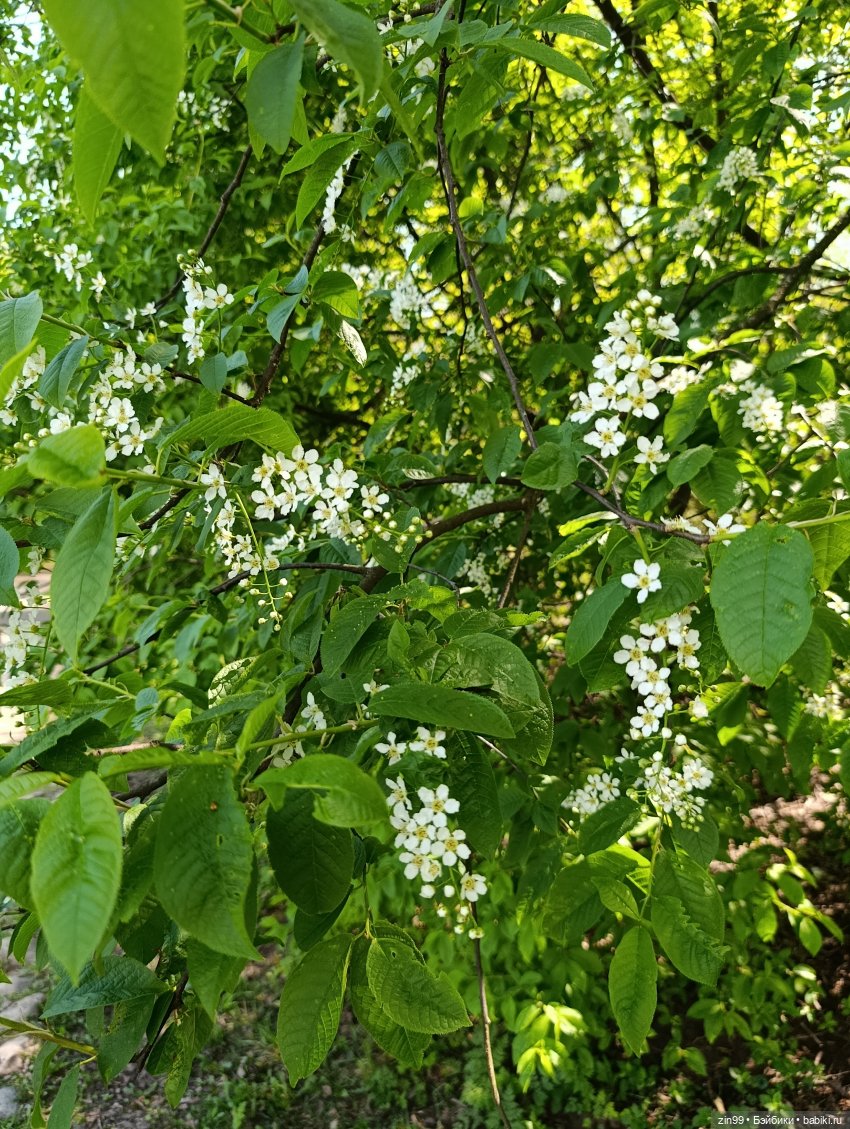 Прогулка майская с паолками