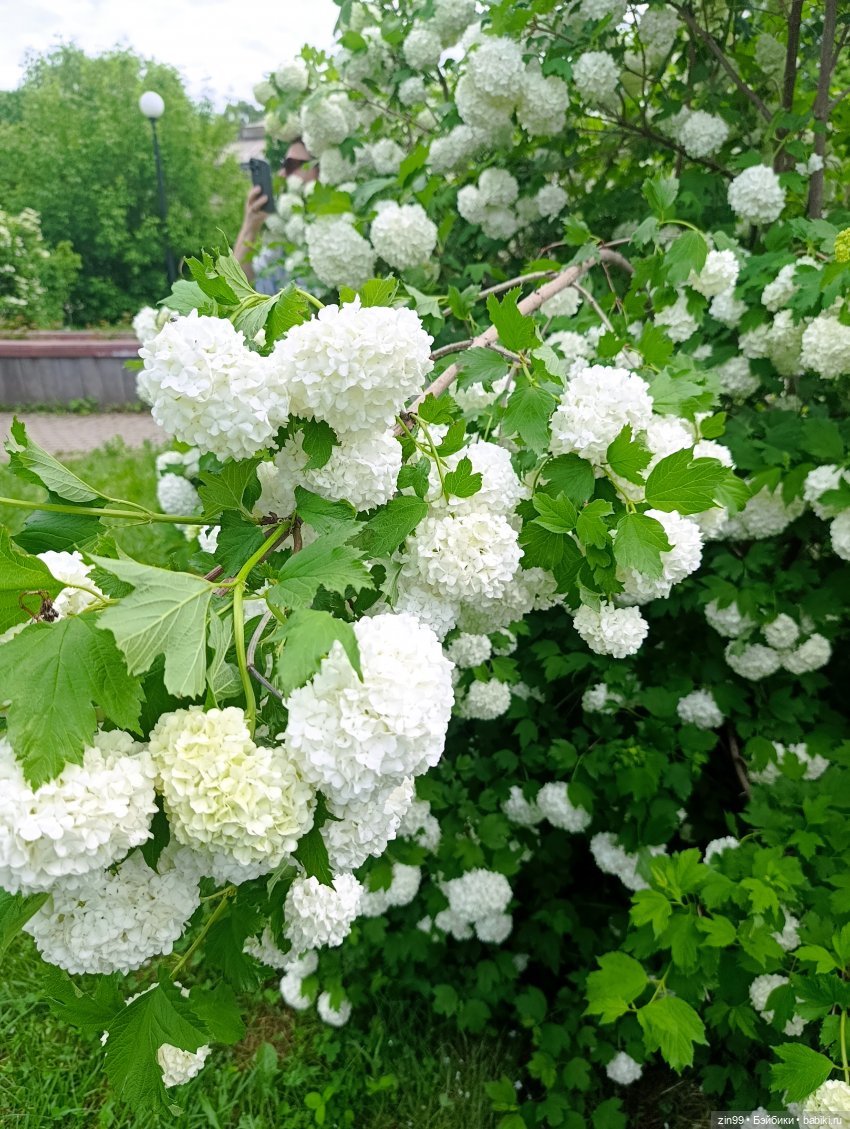 Ботанический сад, ВДНХ, Останкино