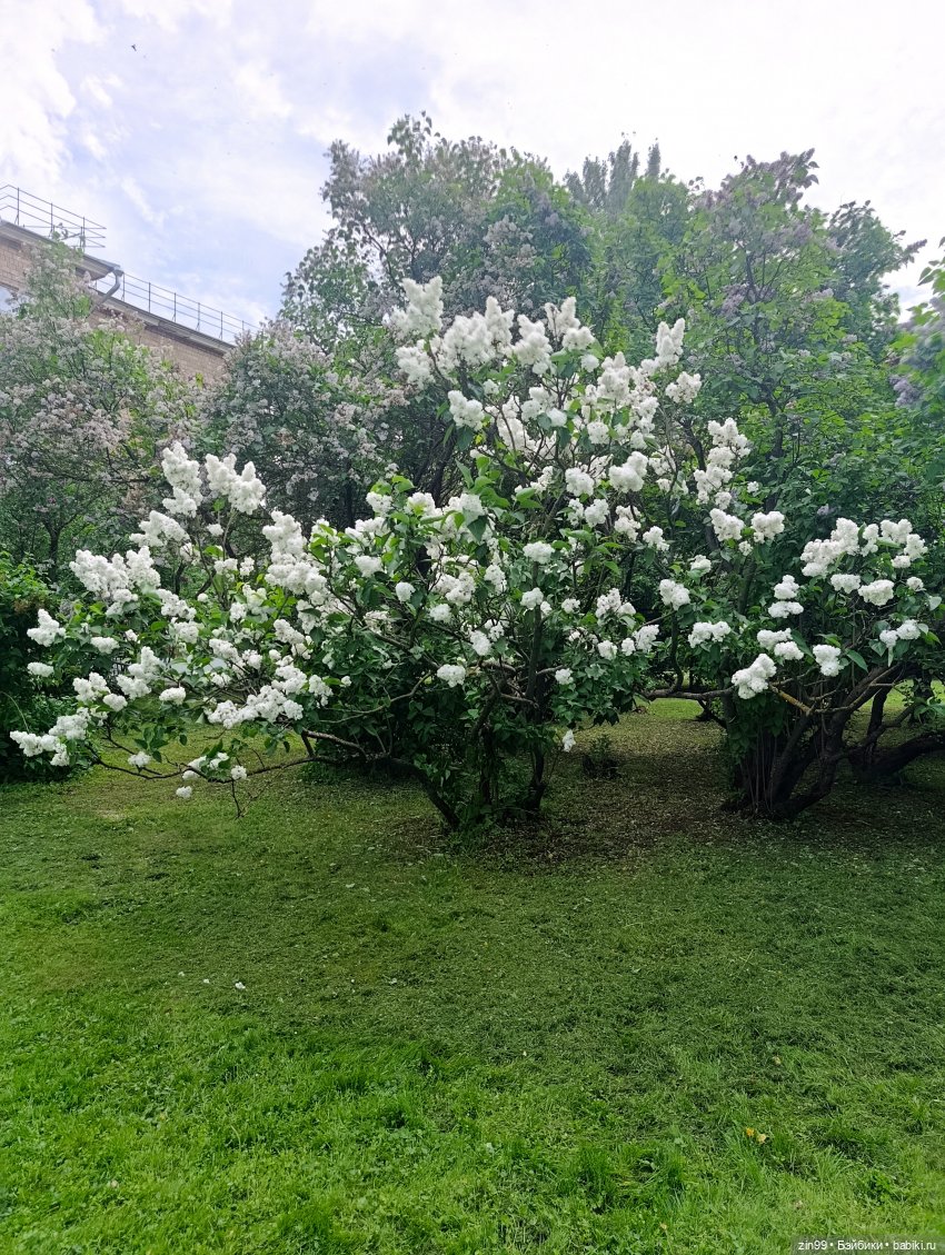 Ботанический сад, ВДНХ, Останкино
