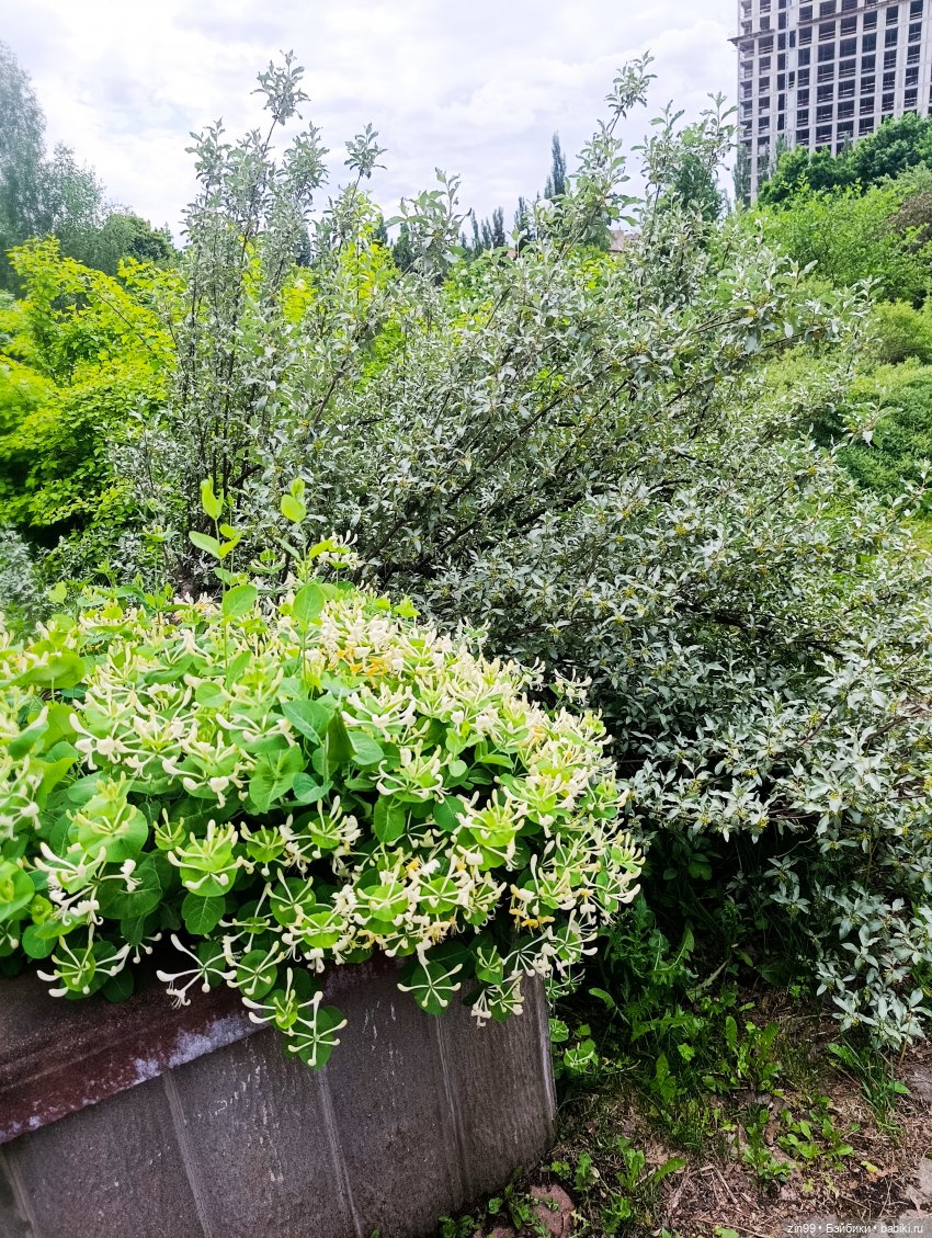 Ботанический сад, ВДНХ, Останкино
