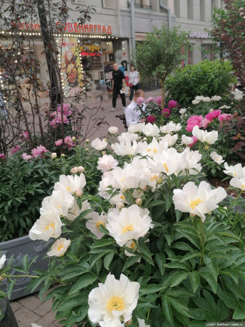 Арбат, Старый Арбат — Куклы Nines d'Onil (Нинес): Миа (Mia)