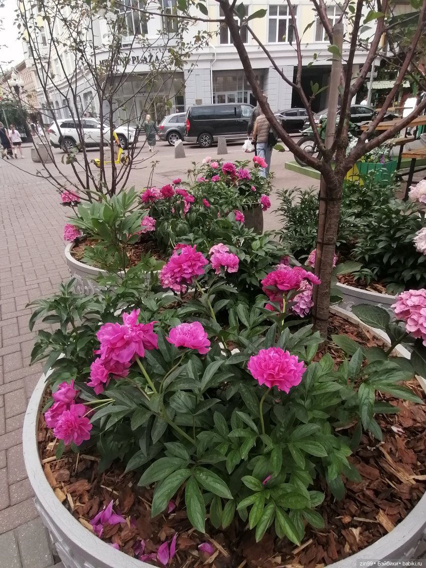 Арбат, Старый Арбат — Куклы Nines d'Onil (Нинес): Миа (Mia)
