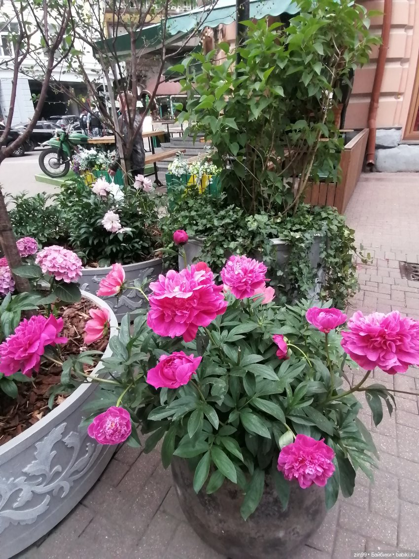 Арбат, Старый Арбат — Куклы Nines d'Onil (Нинес): Миа (Mia)