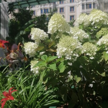 Цветочный центр, Московские сезоны