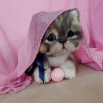 Сладкий котенок