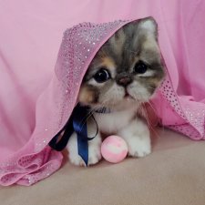 Сладкий котенок