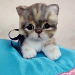 Котенок