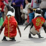 Наши любимые животные