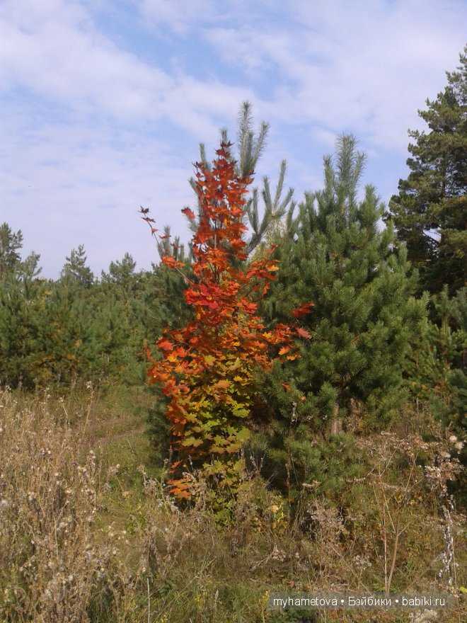 Есть в осени первоначальной Короткая, но дивная пора - Весь день стоит как бы хрустальный, И лучезарны вечера | Бэйбики Есть в осени первоначальной Короткая, но дивная пора - Весь день стоит как бы хрустальный, И лучезарны вечера (фото 2)