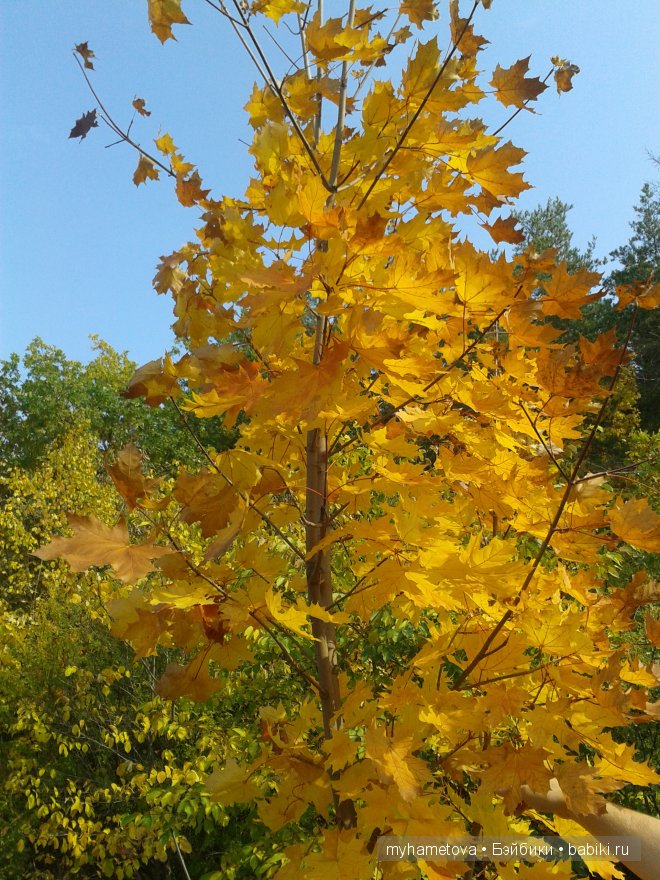 Есть в осени первоначальной Короткая, но дивная пора - Весь день стоит как бы хрустальный, И лучезарны вечера | Бэйбики Есть в осени первоначальной Короткая, но дивная пора - Весь день стоит как бы хрустальный, И лучезарны вечера