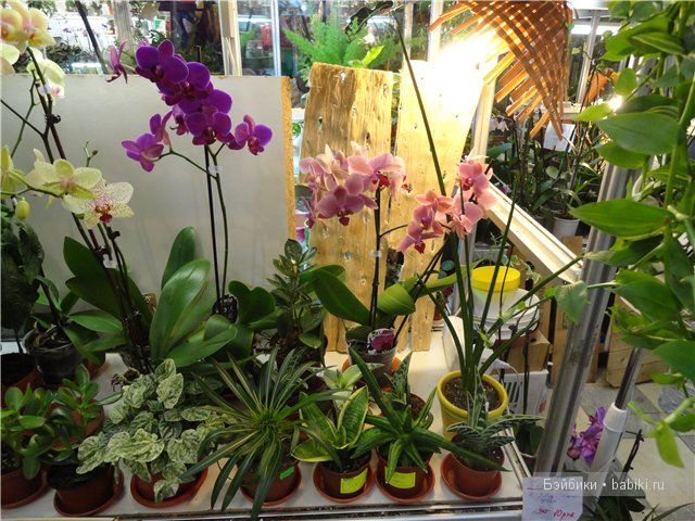 Бдж,мой личный бейбик