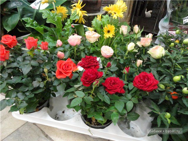 Бдж,мой личный бейбик