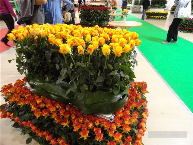 Бдж,мой личный бейбик