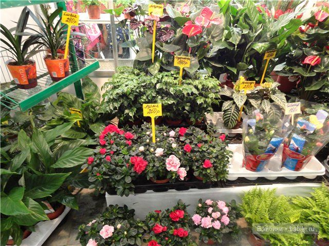 Бдж,мой личный бейбик