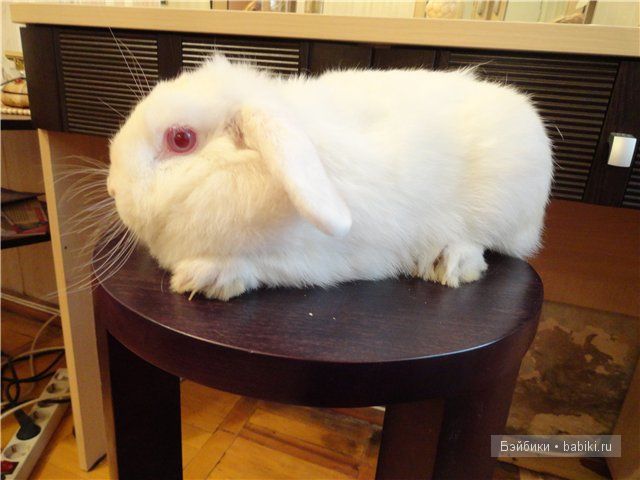 Бдж,мой личный бейбик