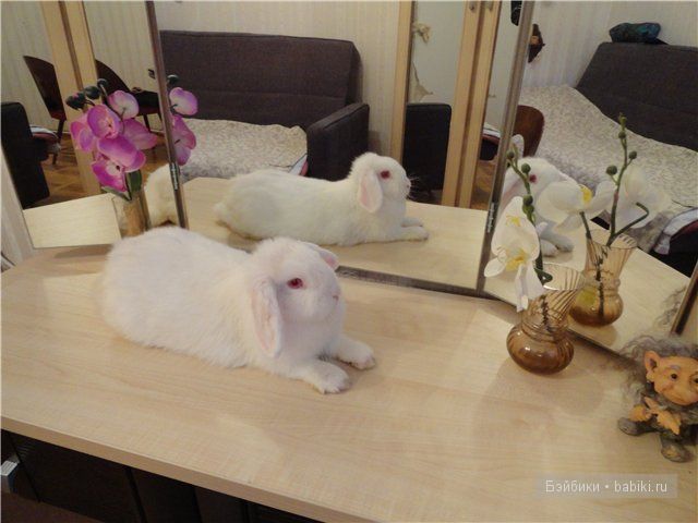 Бдж,мой личный бейбик