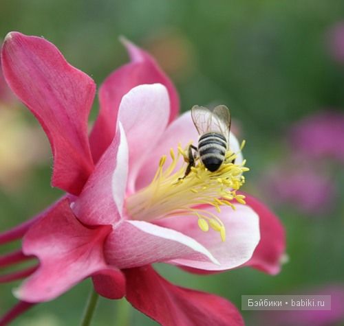 Бдж,мой личный бейбик