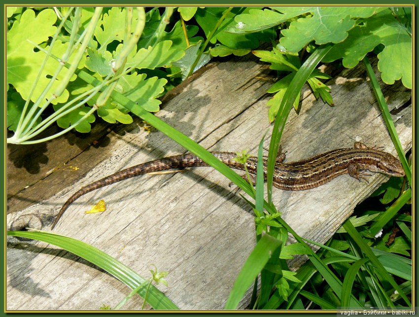 Во саду ли в огороде бабуля и внучата (фото 6)