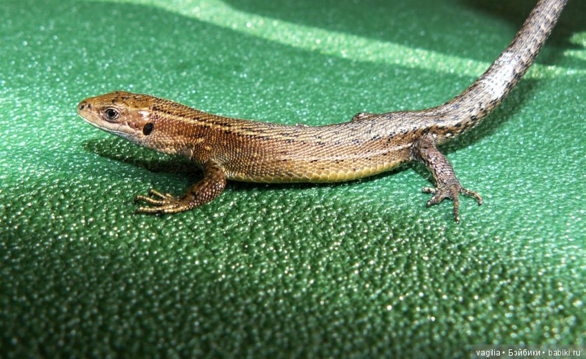 А эта прямо чуть в палатку ко мне не зашла и позировала без страха и на руку заползла,жаль фот не смогла сделать. Я их тоже очень люблю!