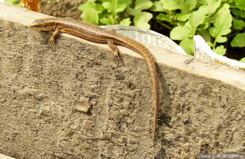 Тогда вот вам ещё один портрет