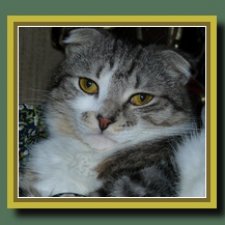 Полосатый ревизор