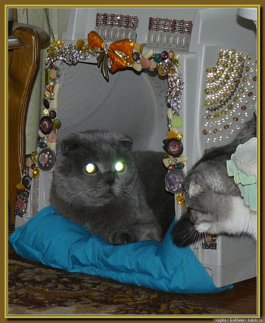 Бой был страшный — В мире животных: смешные фото питомцев и зверей (фото 2)