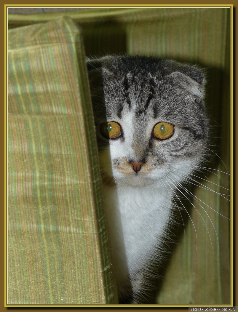 Бой был страшный — В мире животных: смешные фото питомцев и зверей