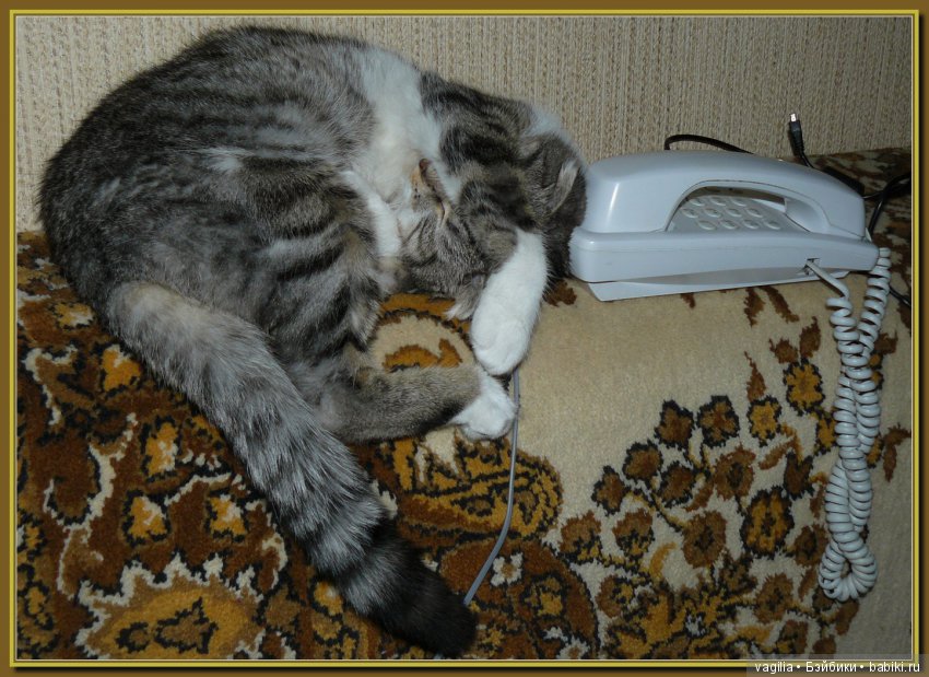 Бой был страшный — В мире животных: смешные фото питомцев и зверей