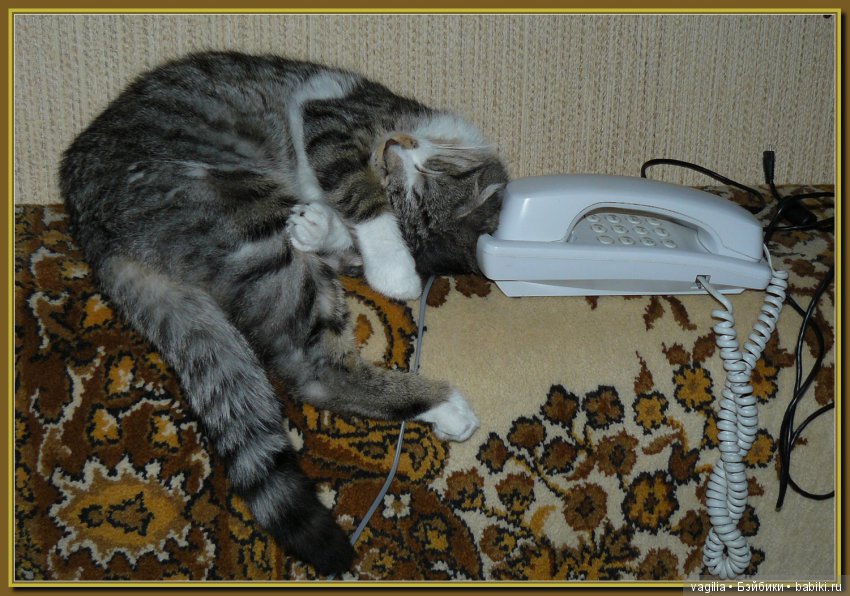 Бой был страшный — В мире животных: смешные фото питомцев и зверей