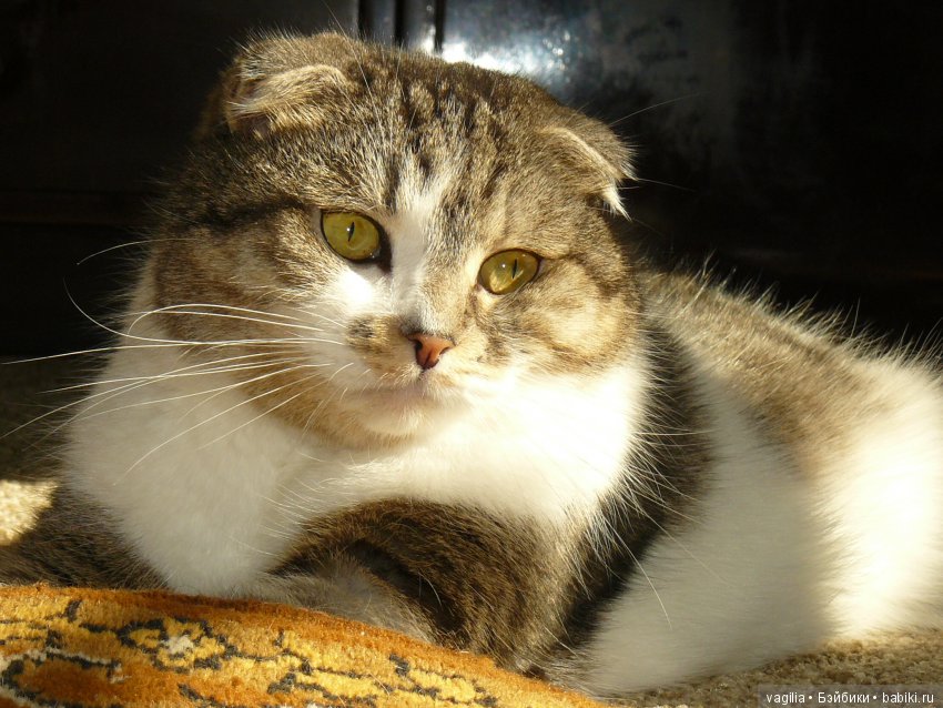 Бой был страшный — В мире животных: смешные фото питомцев и зверей