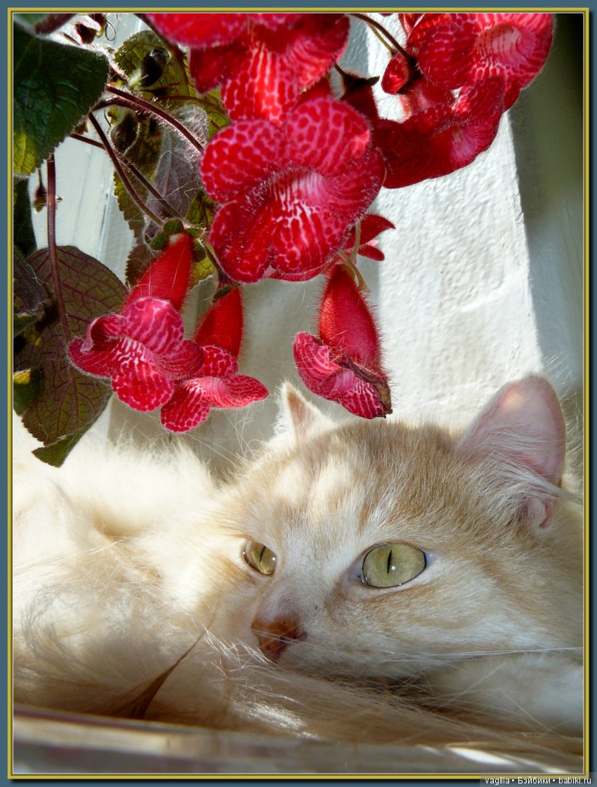 Бой был страшный — В мире животных: смешные фото питомцев и зверей