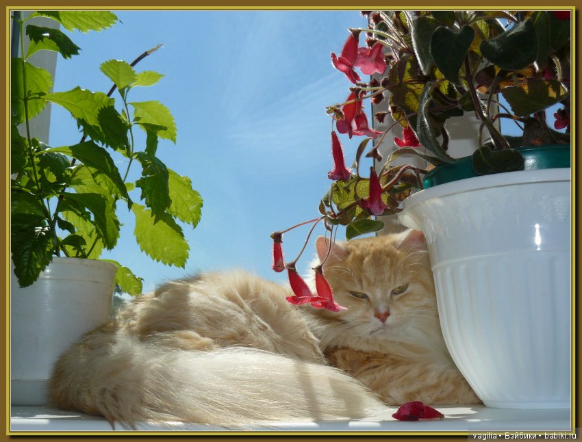 Бой был страшный — В мире животных: смешные фото питомцев и зверей