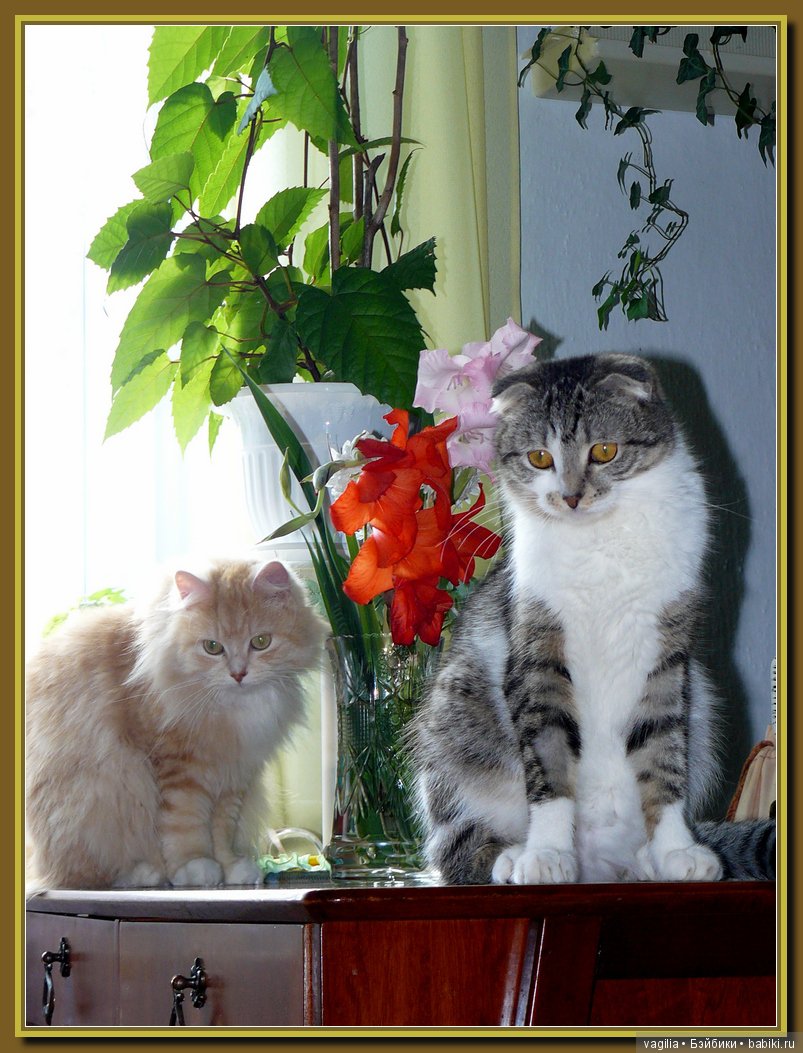 Бой был страшный — В мире животных: смешные фото питомцев и зверей