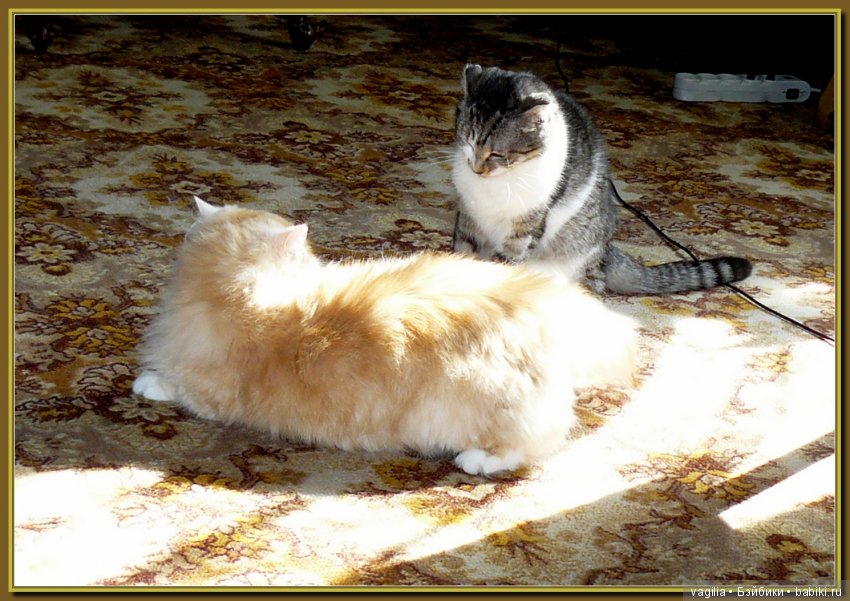 Бой был страшный — В мире животных: смешные фото питомцев и зверей (фото 10)