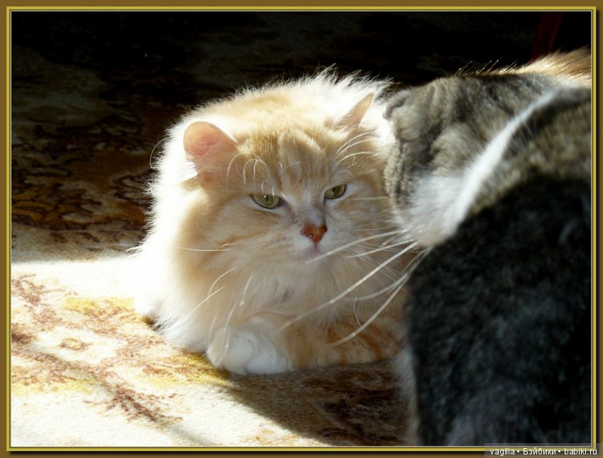 Бой был страшный — В мире животных: смешные фото питомцев и зверей (фото 3)